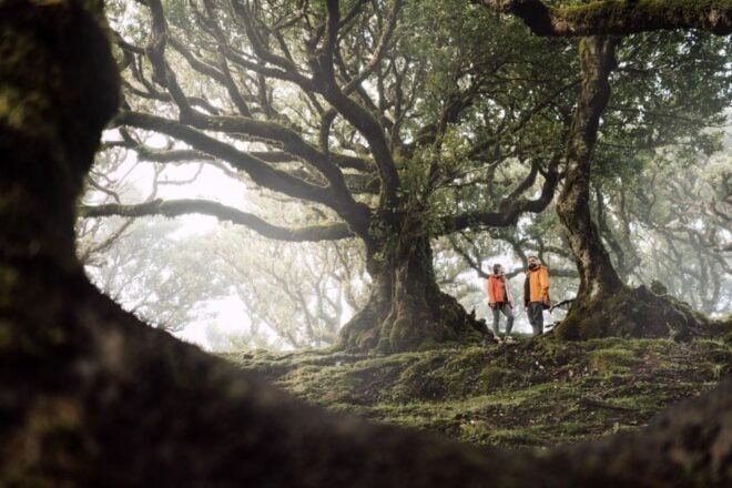 Funchal: Fanal Forest Roundtrip Transfer - Important Information