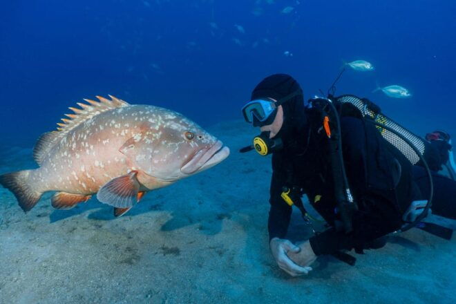 Funchal: Garajau National Park - Certified Divers - Diving Experience