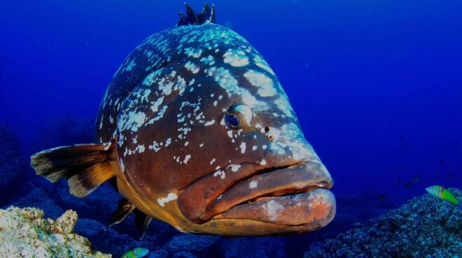 Funchal: Garajau National Park - Certified Divers - Explore Garajau National Park