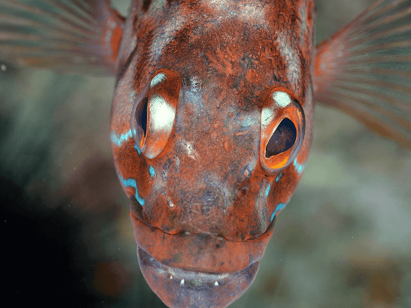 Funchal: Garajau National Park - Certified Divers - Encounter Dusky Groupers