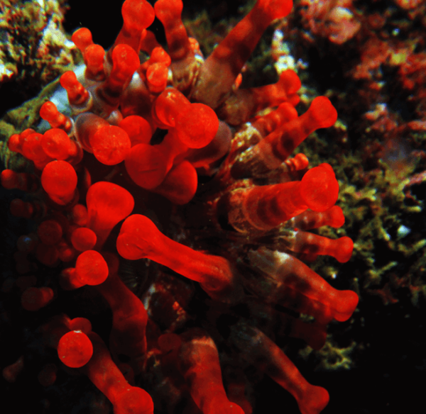 Funchal: Garajau National Park - Certified Divers - Underwater Photography Tips