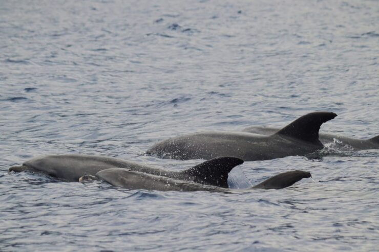 Funchal: Guarantee Wild Dolphin&Whale Watching by RIB - Good To Know