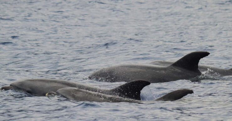 Funchal: Guarantee Wild Dolphin&Whale Watching by RIB - Pricing and Booking Information
