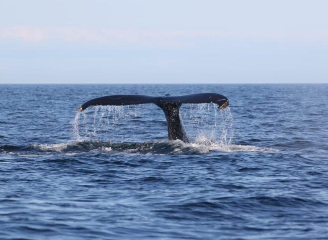 Funchal: Guarantee Wild Dolphin&Whale Watching by RIB - Inclusions and Amenities