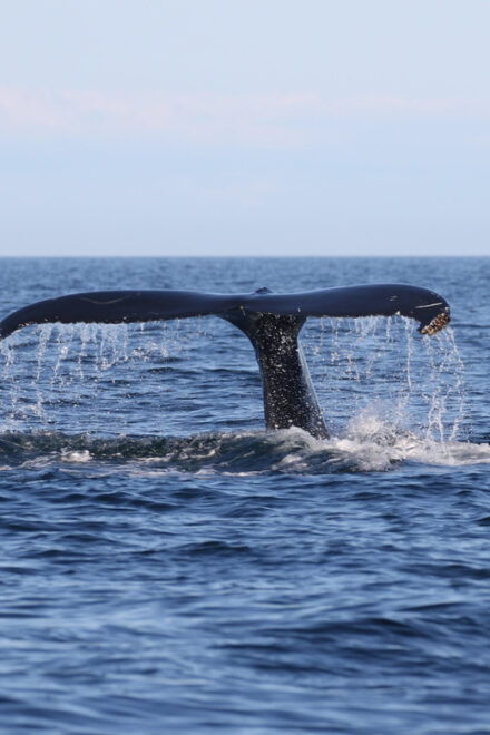 Funchal: Guarantee Wild Dolphin&Whale Watching by RIB - Customer Feedback and Reviews