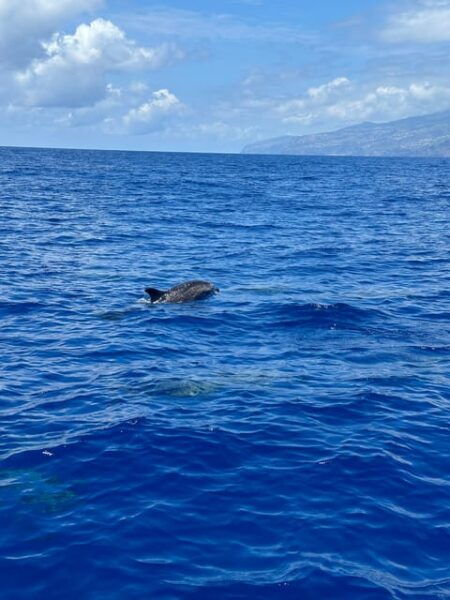 Funchal: Guarantee Wild Dolphin&Whale Watching by RIB - Safety and Sustainability