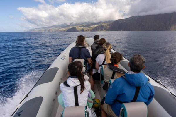 Funchal: Guarantee Wild Dolphin&Whale Watching by RIB - Private and Group Tour Options