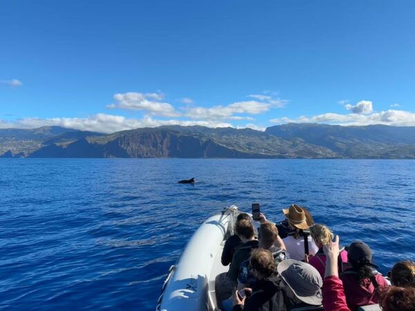 Funchal: Guarantee Wild Dolphin&Whale Watching by RIB - Frequently Asked Questions
