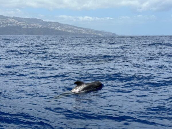 Funchal: Guarantee Wild Dolphin&Whale Watching by RIB - Frequently Asked Questions
