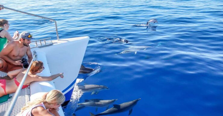 Funchal Hop-on Hop-off Bus Whale & Dolphin Watching by Boat - Booking and Cancellation Details