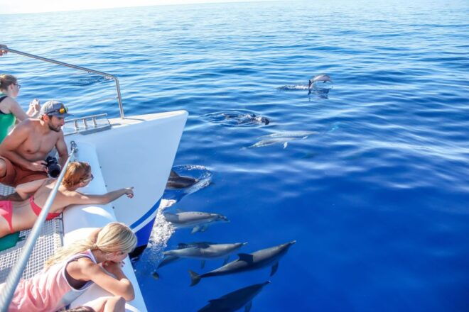 Funchal Hop-on Hop-off Bus Whale & Dolphin Watching by Boat - Highlights of the Experience