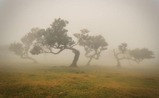 Funchal: Island Explorer Madeira by 4X4 North West - Not Suitable For