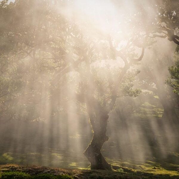 Funchal: Island Explorer Madeira by 4X4 North West - The Sum Up