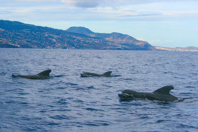 Funchal Islas Desertas Speedboat Half-Day Tour  - Madeira - The Sum Up