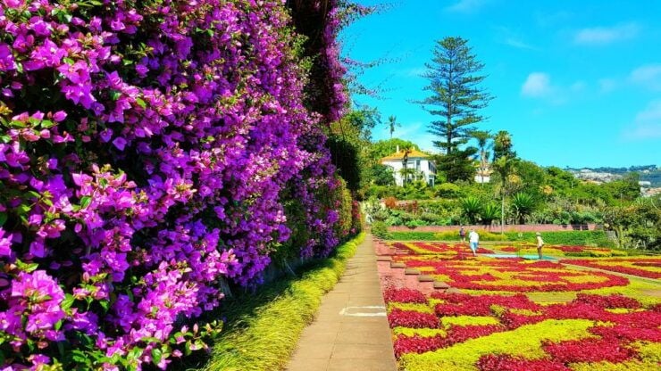 Funchal: Madeira Botanical Garden Private Tuk-Tuk Tour - Tour Experience
