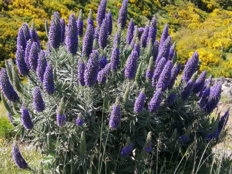 Funchal: Nuns Valley Easy Walk with Mountain Surroundings - Transportation, Group Size, and Duration