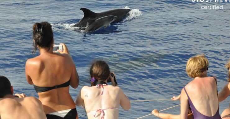 Funchal: Pico Do Areeiro, Cristo Rei and Dolphin Watching - Activity Details