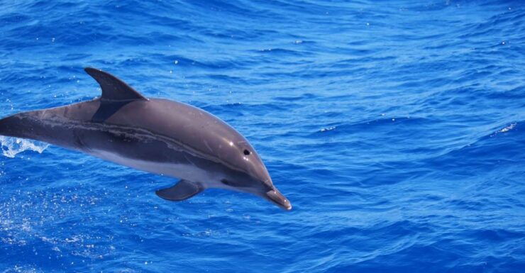 Funchal: Private Catamaran Tour With Dolphin Watching - Activity Details