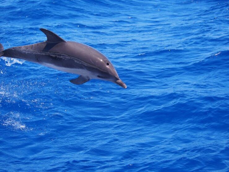 Funchal: Private Catamaran Tour With Dolphin Watching - Highlights