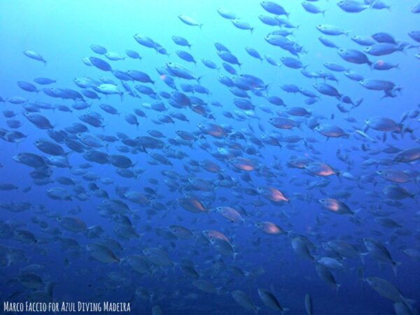 Funchal: Scuba Diving Experience for Beginners - Common Questions