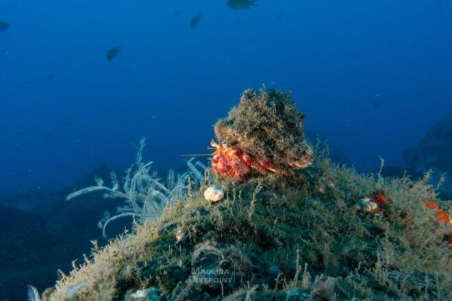 Funchal: Scuba Diving Experience for Beginners - Important Information