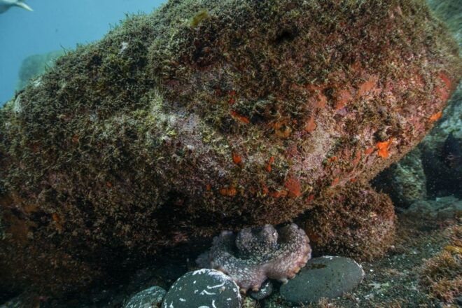 Funchal: Scuba Diving Experience for Beginners - Customer Reviews