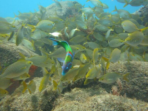 Funchal: Scuba Diving Experience for Beginners - Directions