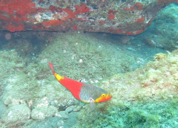 Funchal: Scuba Diving Experience for Beginners - Tips for a Successful Dive