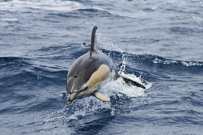 Funchal Speedboat Sealife Tour  - Madeira - Tour Details