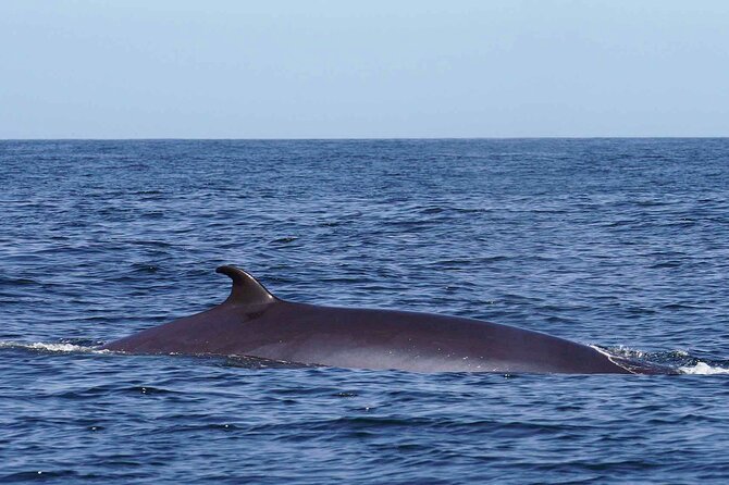 Funchal Speedboat Sealife Tour  - Madeira - Departure and Check-in Process