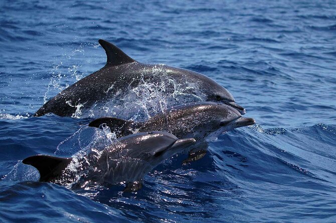 Funchal Speedboat Sealife Tour  - Madeira - Speedboat Experience