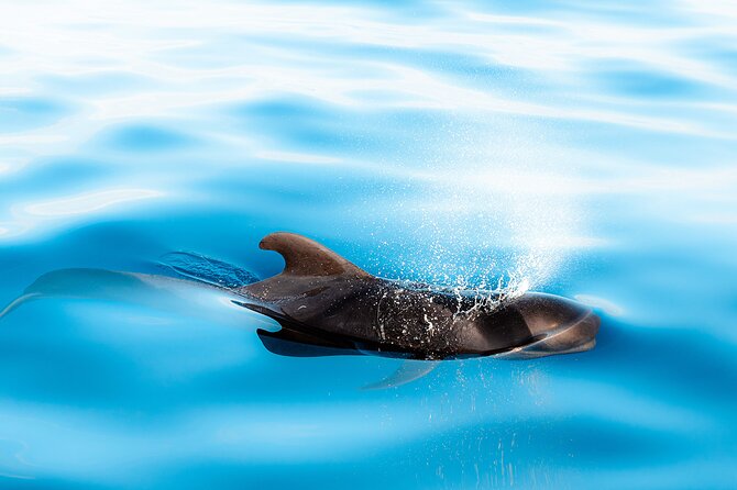 Funchal Speedboat Sealife Tour  - Madeira - Traveler Feedback