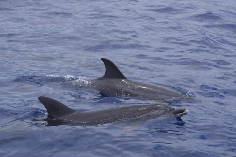 Funchal: Sunset over water by RIB boat +opt Dolphin/Whale - Exploring Madeira’s Iconic Coastal Landmarks
