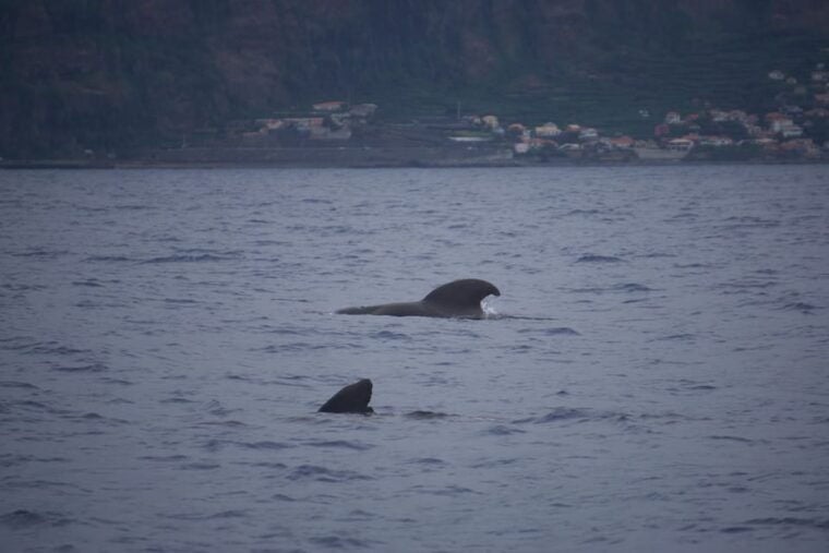 Funchal: Sunset over water by RIB boat +opt Dolphin/Whale - Authentic Experiences and Genuine Feedback