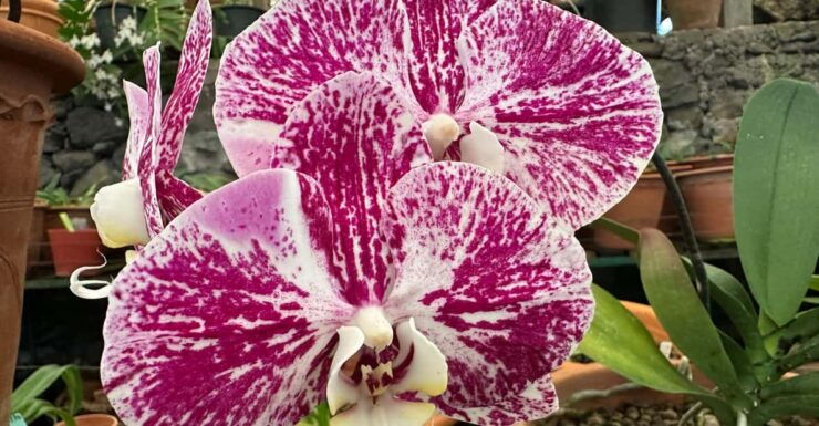 Funchal Tuk Tuk Guided Tour & Orchid Garden - Good To Know