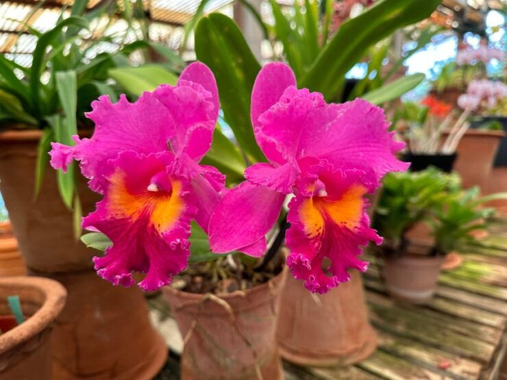 Funchal Tuk Tuk Guided Tour & Orchid Garden - Key Highlights