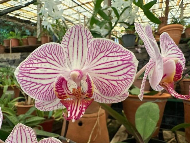Funchal Tuk Tuk Guided Tour & Orchid Garden - Important Information