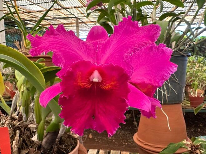 Funchal Tuk Tuk Guided Tour & Orchid Garden - Pricing and Cancellation