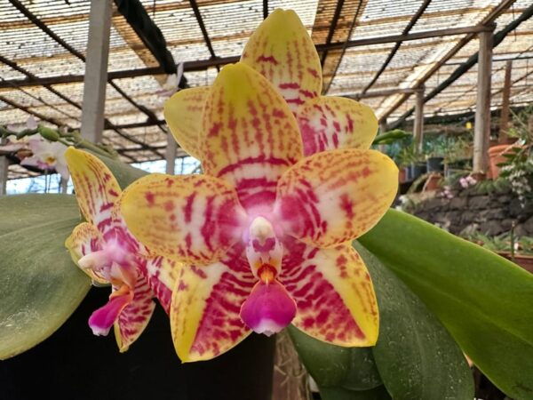 Funchal Tuk Tuk Guided Tour & Orchid Garden - Booking Process