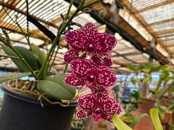 Funchal Tuk Tuk Guided Tour & Orchid Garden - What to Expect