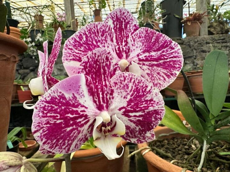 Funchal Tuk Tuk Guided Tour & Orchid Garden - Activity Description