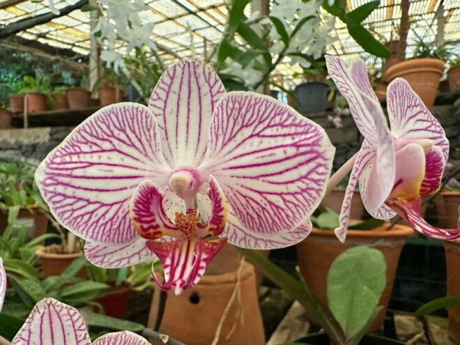 Funchal Tuk Tuk Guided Tour & Orchid Garden - Inclusions