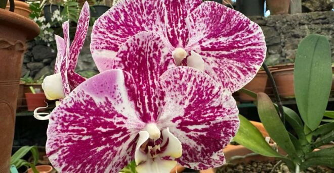 Funchal Tuk Tuk Guided Tour & Orchid Garden - Booking Information