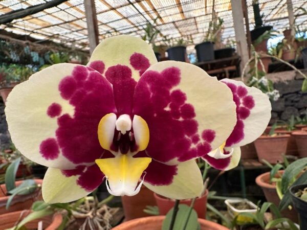 Funchal Tuk Tuk Guided Tour & Orchid Garden - Frequently Asked Questions
