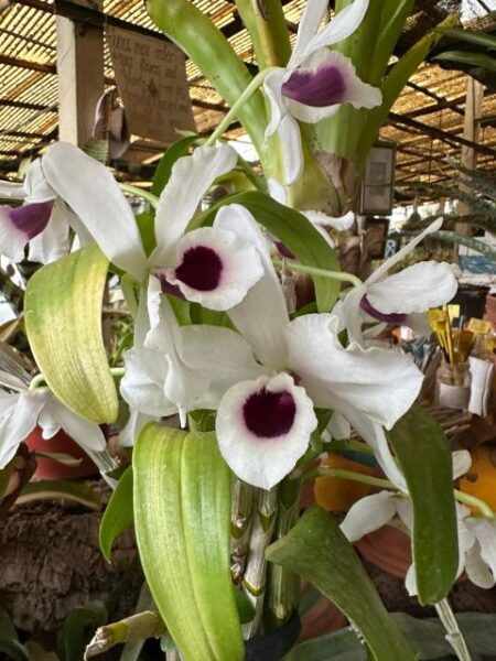 Funchal Tuk Tuk Guided Tour & Orchid Garden - The Sum Up