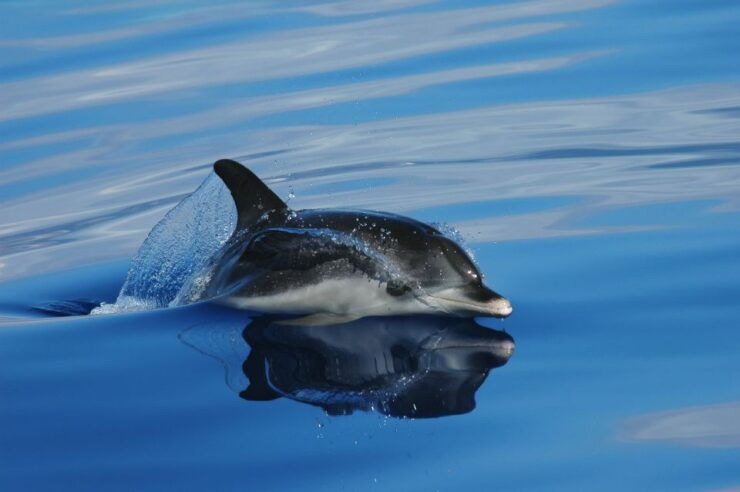 Funchal: Whale and Dolphin Watching Speed Boat Tour - Free Cancellation and Flexible Booking Options
