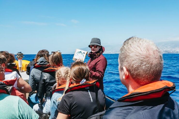 Funchal: Whale and Dolphin Watching Speed Boat Tour - Duration and Availability of the Tour