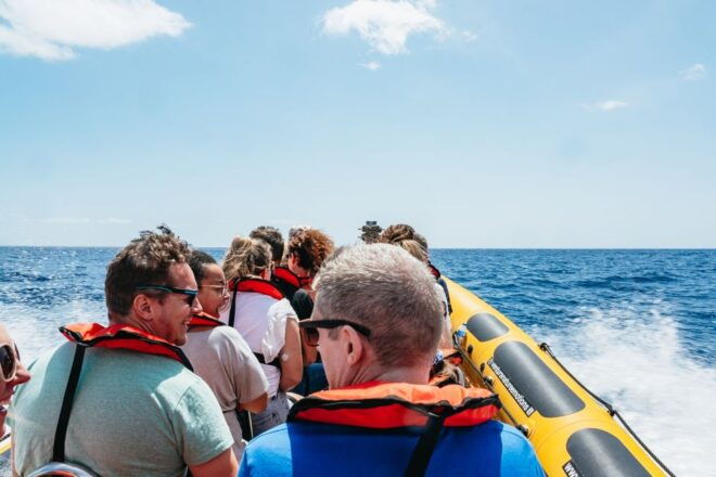 Funchal: Whale and Dolphin Watching Speed Boat Tour - Intimate Speed Boat Tour With Stunning Coastline Views