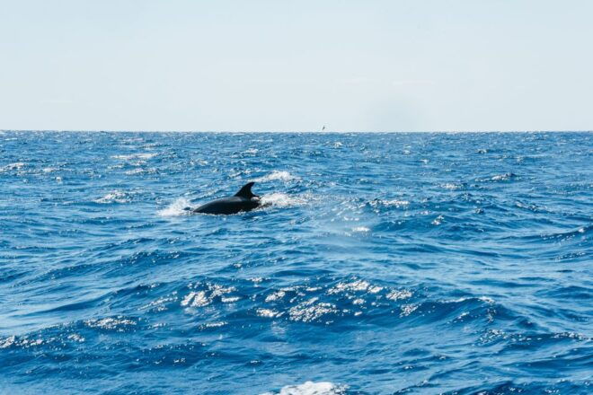 Funchal: Whale and Dolphin Watching Speed Boat Tour - Guaranteed Sightings and Opportunity for Photos