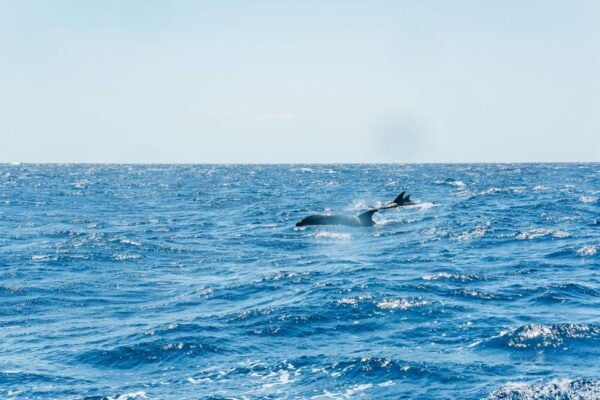 Funchal: Whale and Dolphin Watching Speed Boat Tour - Common Questions